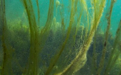 Algues en filaments