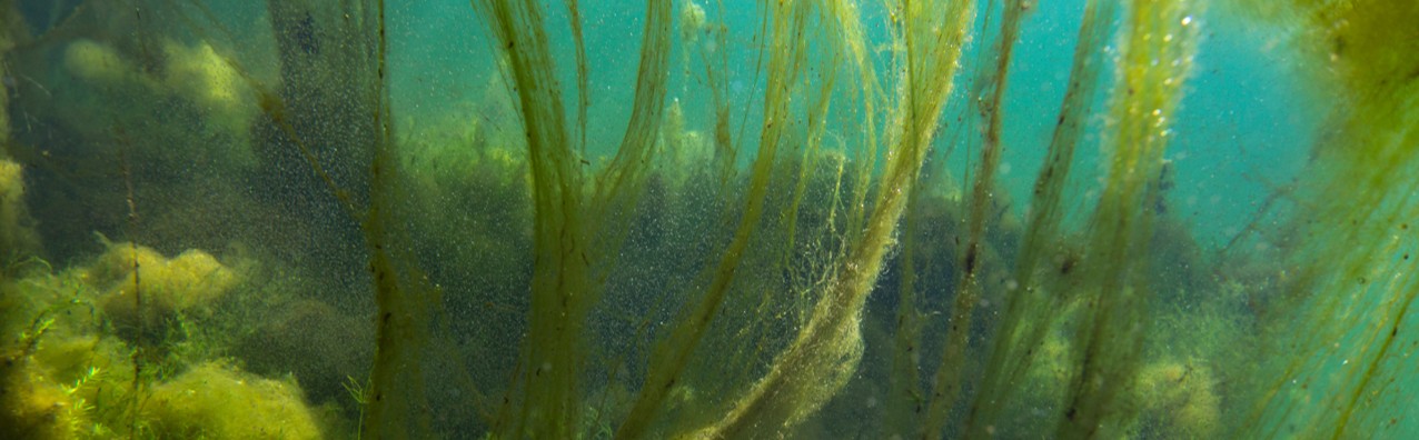 Algues en filaments