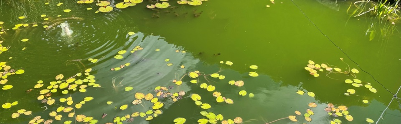 Eau verte de l'étang