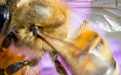 Bij bijenplan waterplant vijver tuin bijen