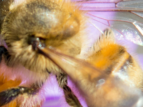 Bij bijenplan waterplant vijver tuin bijen