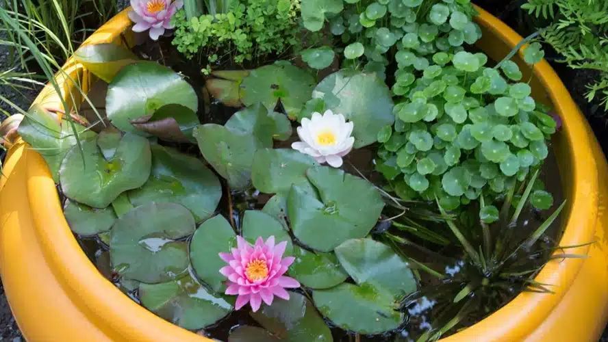 Créer un mini étang dans votre jardin