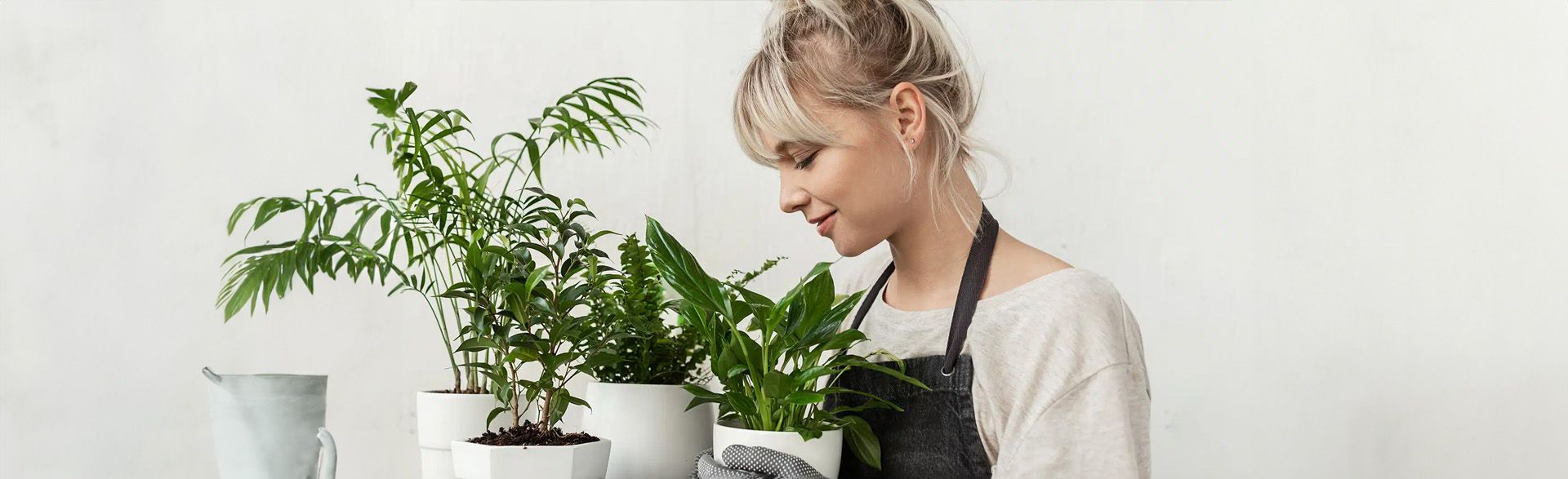 entretien des plantes d'intérieur