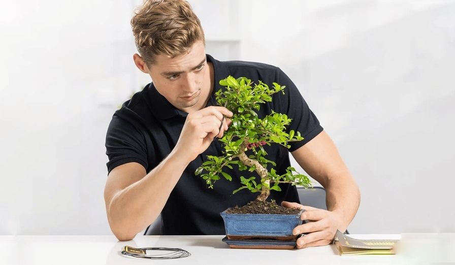 Bonsai boom snoeien met bonsai schaar