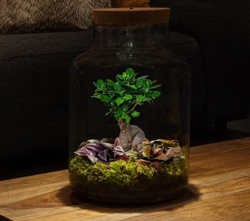 Bonsai terrarium Bonsaibaum-Pflanze in geschlossenem Ökosystem