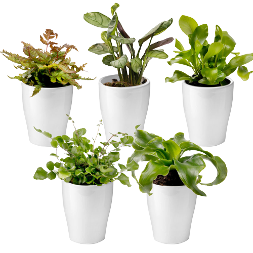 Minipflanzen kleine Pflanzen für Innenräume