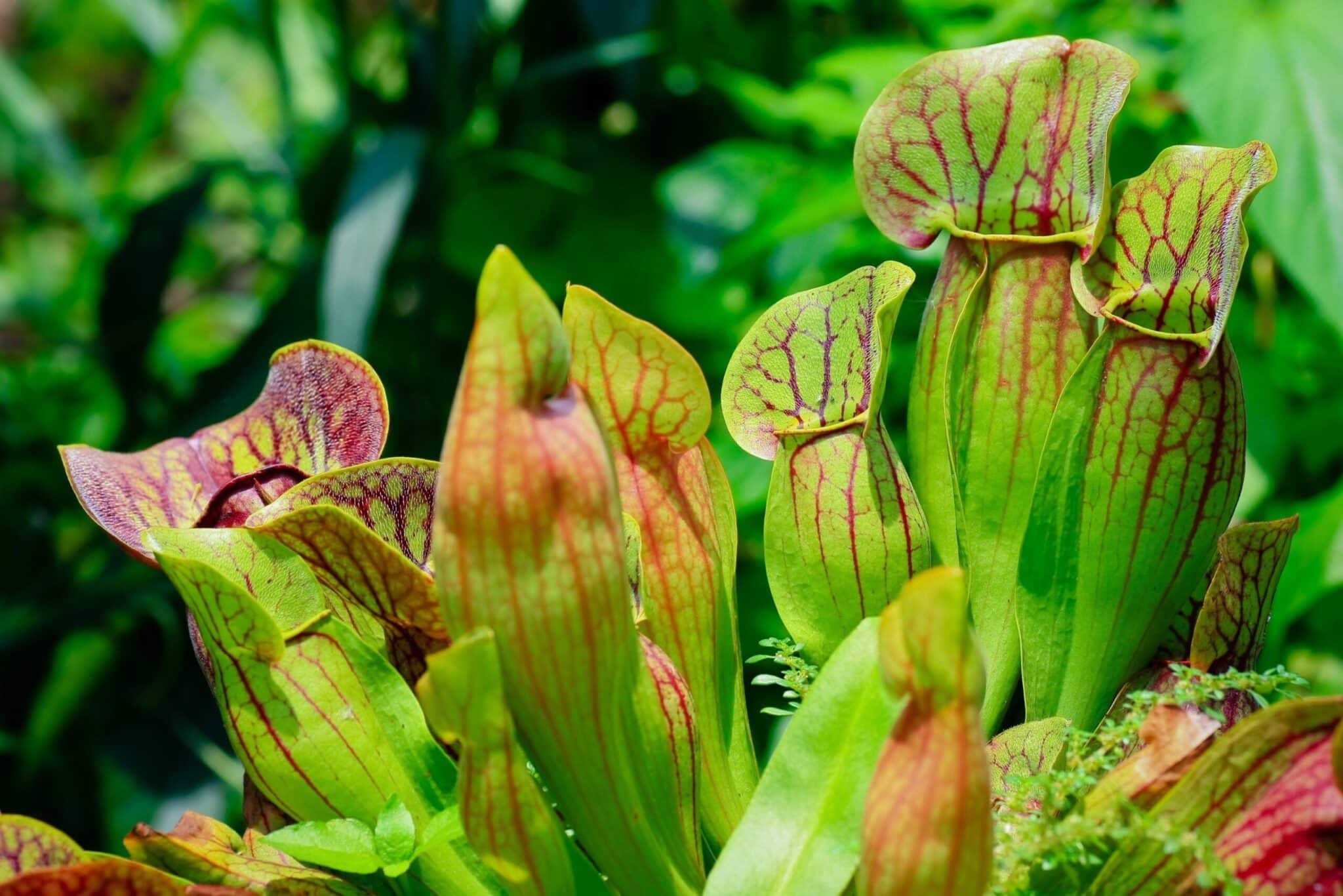 Trompetbekerplant kopen? Sarracenia - Vleesetende Plant