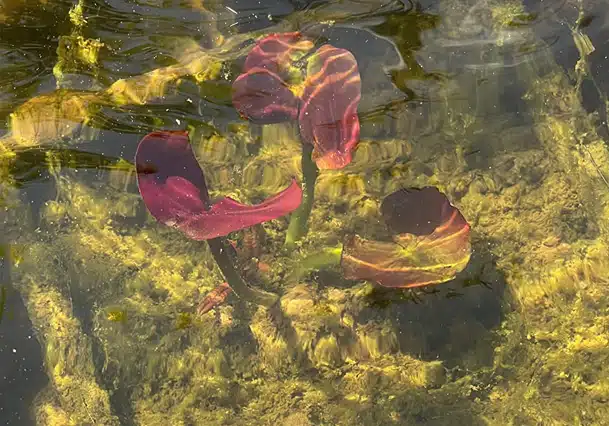Feuilles brunes plantes aquatiques