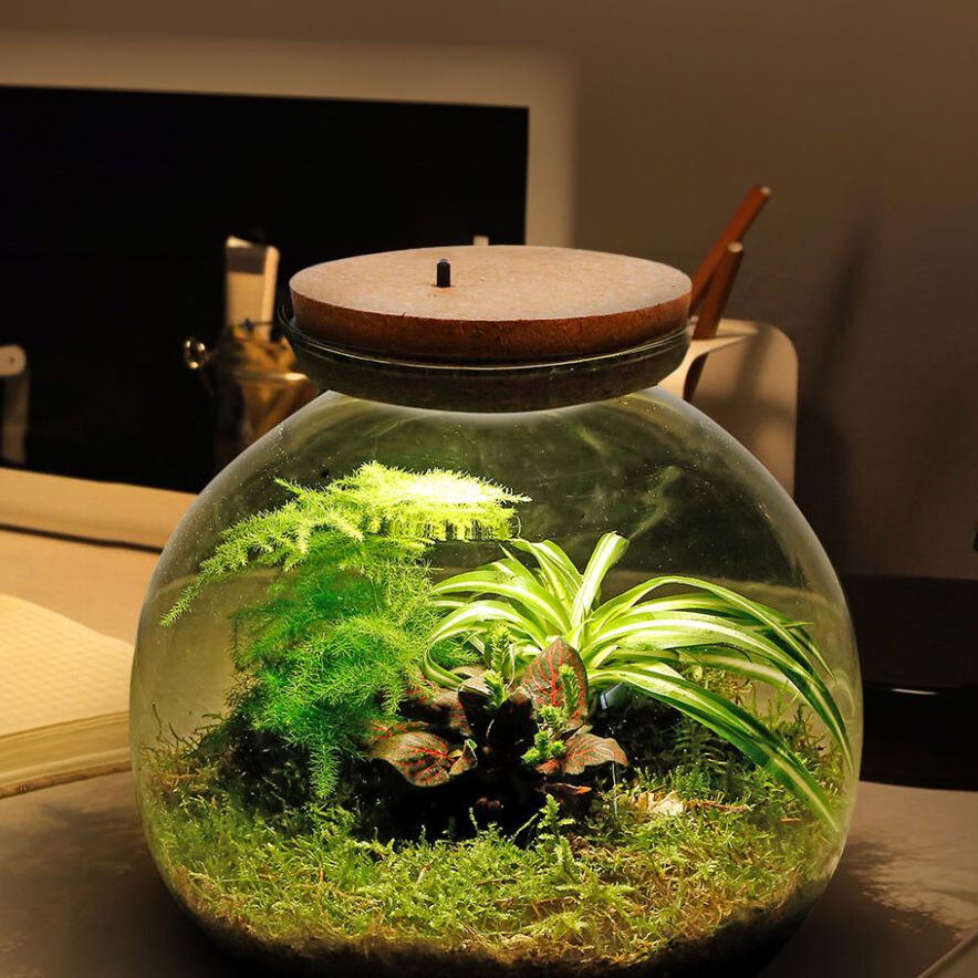Terrarium végétal Ecoworld