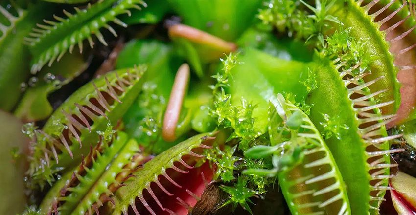 Swampworld vleesetende planten meest gestelde vragen