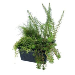 vdvelde.com - 4-in-1-Sauerstoffpflanzen-Mix - für 500 Liter Wasser - 4 winterharte Teichpflanzen zur Wasserreinigung - inklusive Teichkorb - Van der Velde Water Plants