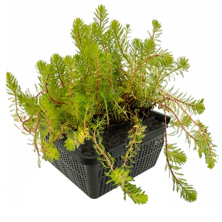 vdvelde.com - Myriophyllum Brasiliensis - 4 pièces + panier pour bassin - Plante Oxygène rustique pour le bassin - Van der Velde Aquatic Plants