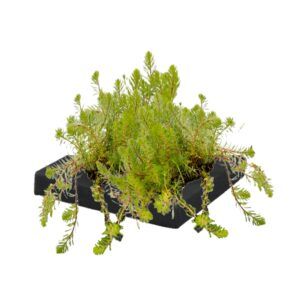 vdvelde.com -  Aarvederkruid Drijvend planteneiland set - DIY - 4 zuurstofplanten - Inclusief Drijfring