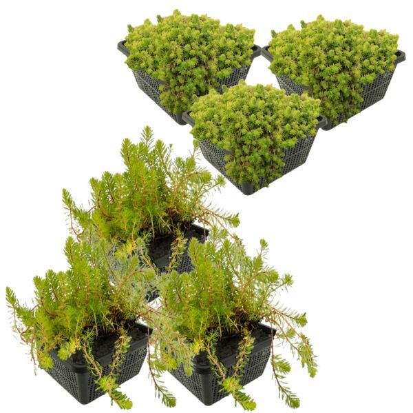 vdvelde.com -  Naaldkruid Crassula Recurva en Aarvederkruid Myriophyllum Brasiliensis - 24 stuks + Vijvermanden - Winterharde - Zuurstofplanten voor een klein Plantenfilter - Van der Velde Waterplanten