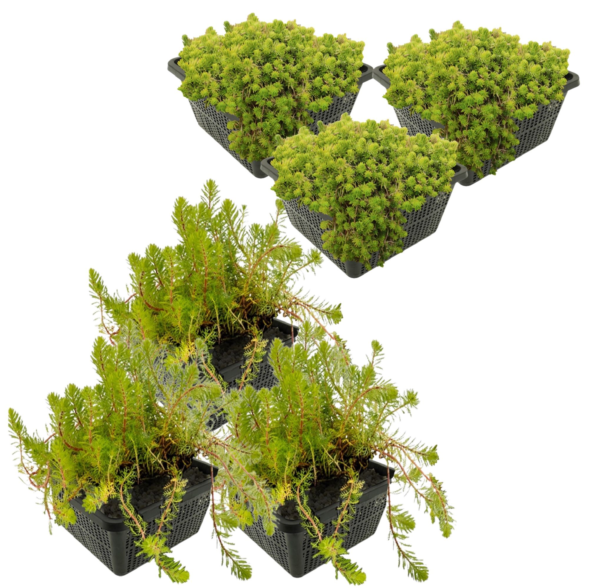 vdvelde.com - Crassula Recurva et Myriophyllum Brasiliensis - 24 pièces + paniers de bassin - Rustique - Plantes à oxygène pour un petit filtre végétal - Van der Velde Aquatic Plants