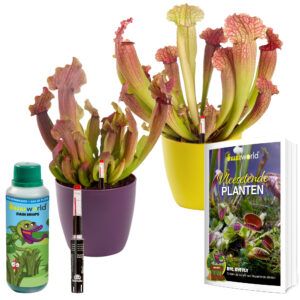 vdvelde.com - Plante carnivore - Plante trompette 2 pcs - Compteur d'eau inclus