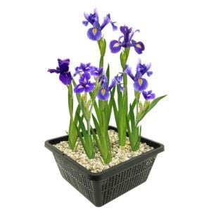 vdvelde.com - Blue Lis - Iris japonais - Iris Kaempferi - Fleur d'iris 4 pcs + panier pour étang - Plantes d'étang rustiques - Van der Velde Aquatic Plants