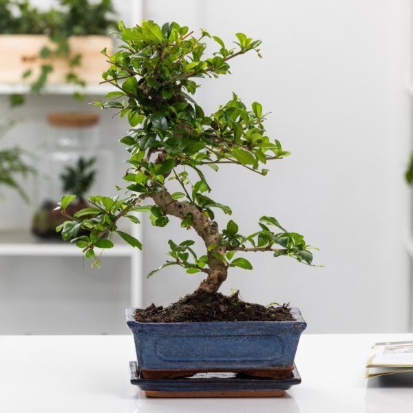 • Houd je bonsai in topconditie.