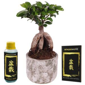 vdvelde.com - Arbre Bonsaï Ginseng + Pot - Hauteur de l'arbre Bonsaï Approx. 30 cm - Pot inclus