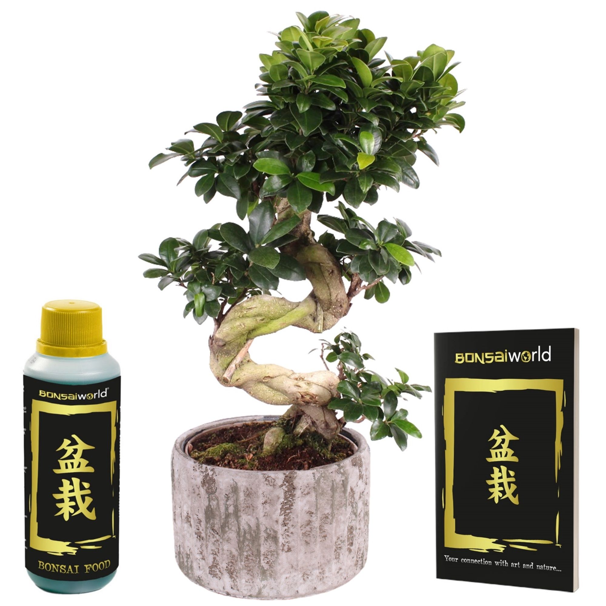 vdvelde.com - Bonsai Baum Ginseng XXL - Bonsai Baum Höhe Ca. 55 cm - Einschließlich Topf
