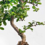 Bonsai-Boom-XL-7-Delige-Set-2
