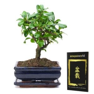 vdvelde.com - Bonsai Baum Sphärisch - 8 Jahre alt - Höhe 20-25 cm + Bonsai-Büchlein