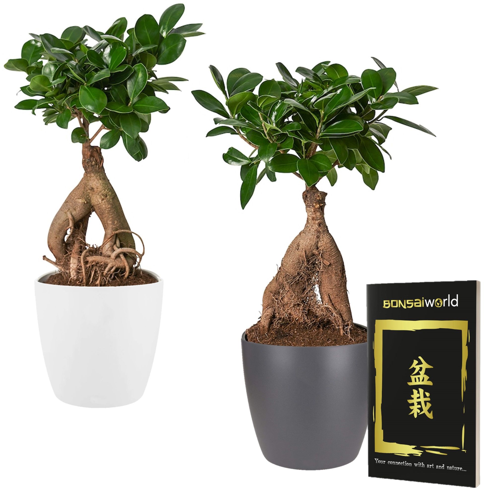 vdvelde.com - Bonsai Baum Ginseng 2er Set + 4 Töpfe (2 Anthrazit und 2 Weiß) - Yin &amp; Yang - Bonsai Pflanze (Höhe: ca. 30 cm)