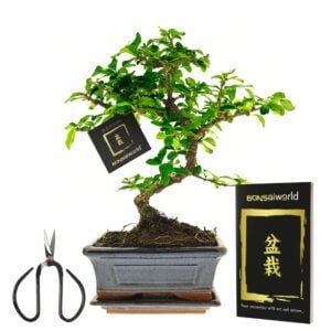vdvelde.com -  Bonsai Boompje + Starters Kit - 5-Delige Set - 10 jaar oude bonsai boom - Hoogte 25-30 cm
