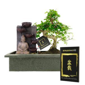 vdvelde.com -  Bonsai Boompje - Boeddha Waterval Set - 10 jaar oud - Hoogte 30-35 cm