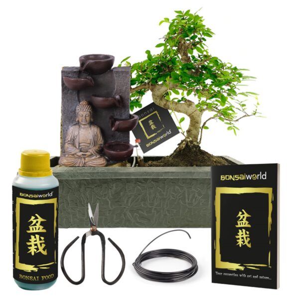 vdvelde.com -  Bonsai Boompje - Boeddha Waterval Set - Bonsai Starters Kit - 10 jaar oud - Hoogte 30-35 cm