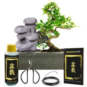 vdvelde.com -  Bonsai boompje - Zen Waterval Set + Bonsai Starters Kit - 10 jaar oud - Hoogte 30-35 cm