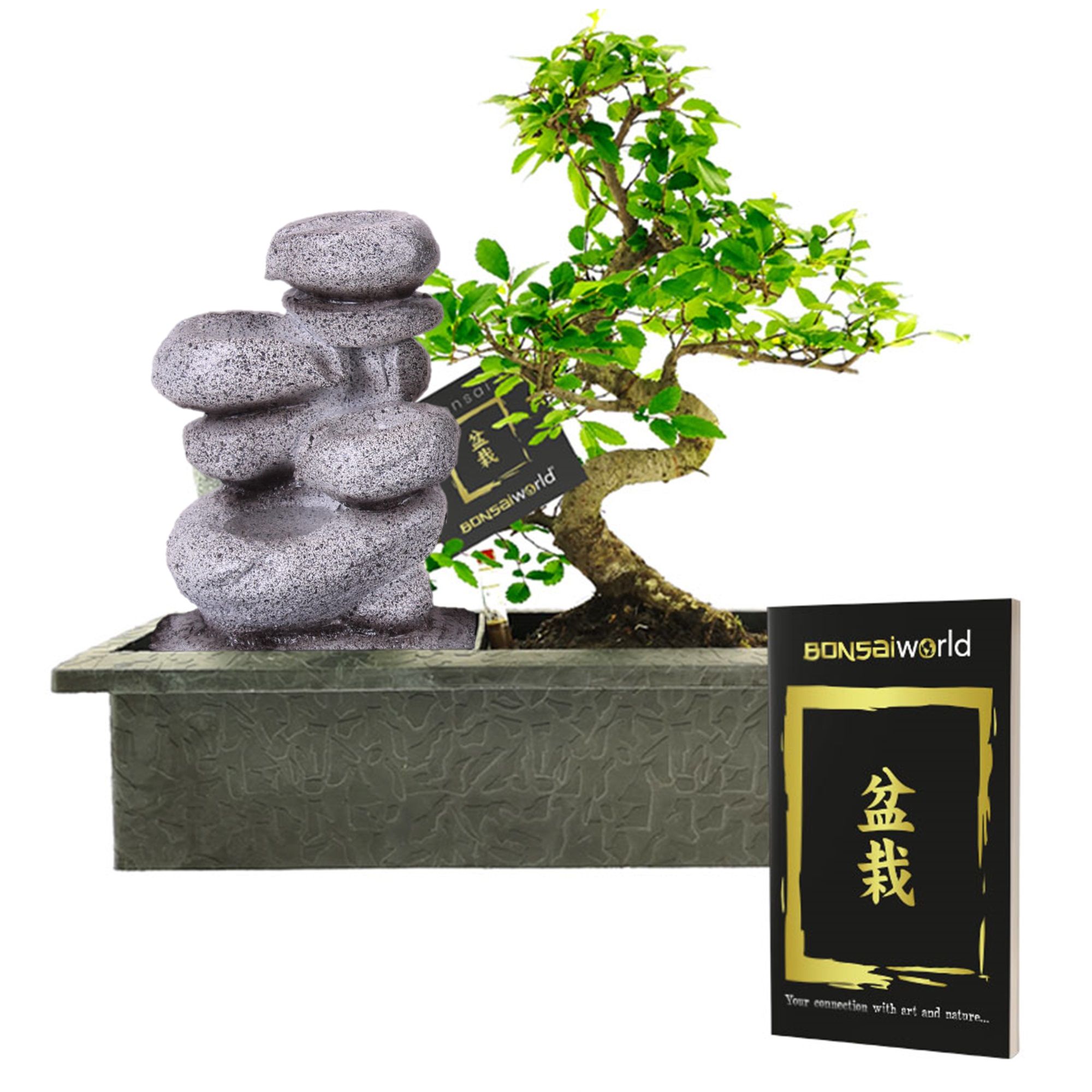 vdvelde.com - Bonsaibaum - Zen Stein Wasserfall Set - 10 Jahre alt - Höhe 30-35 cm