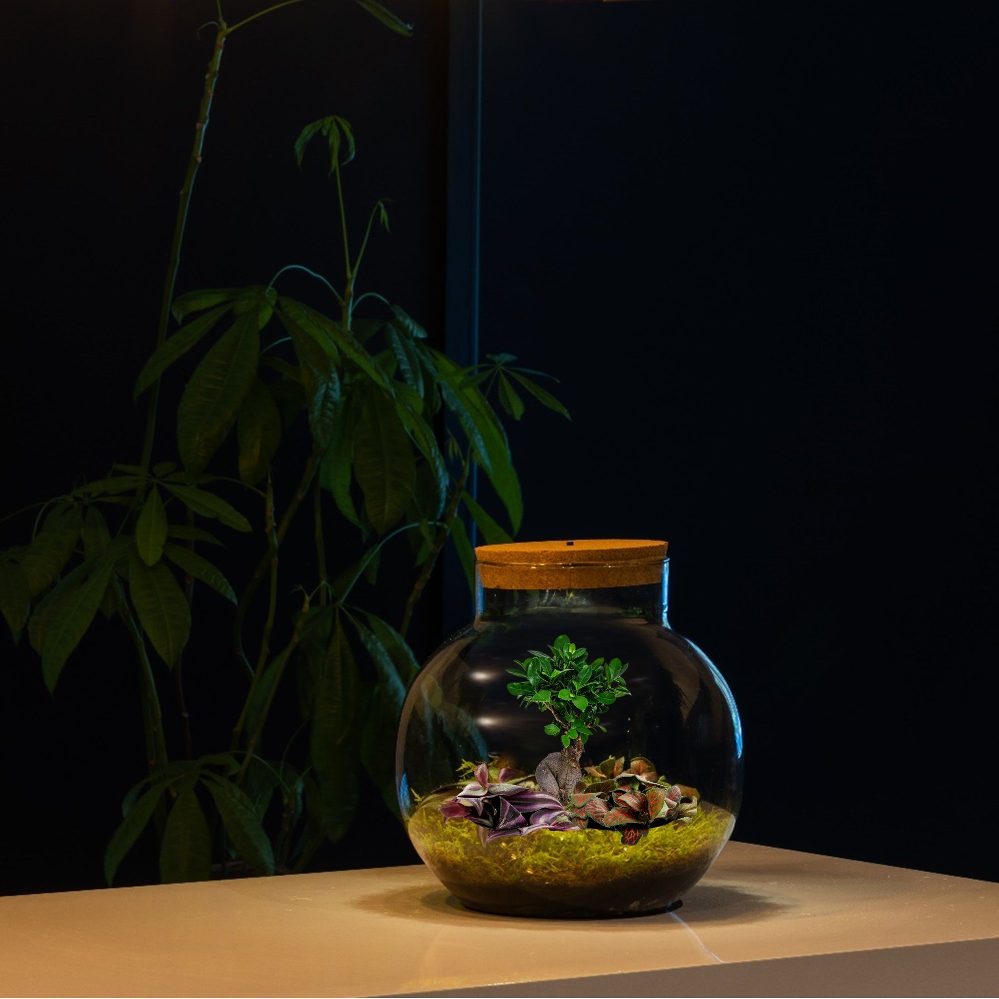Bonsai-Baum-Ökosystem-Pflanze-mit-Lampe-Biodom-1