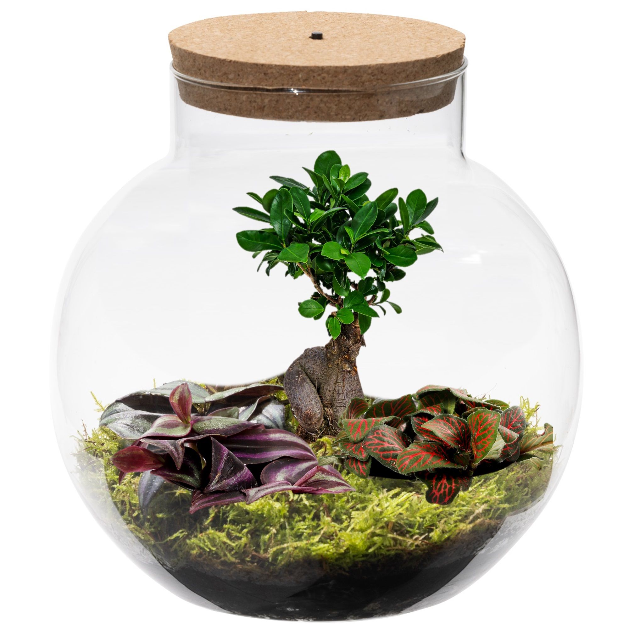 vdvelde.com -  Ecosysteem plant in glas met lamp - Ecoworld Bonsai Biodome - Planten Terrarium - 1 Bonsai en 2 Gekleurde Terrarium Planten - Bolvormig glas - Hoogte 25 cm