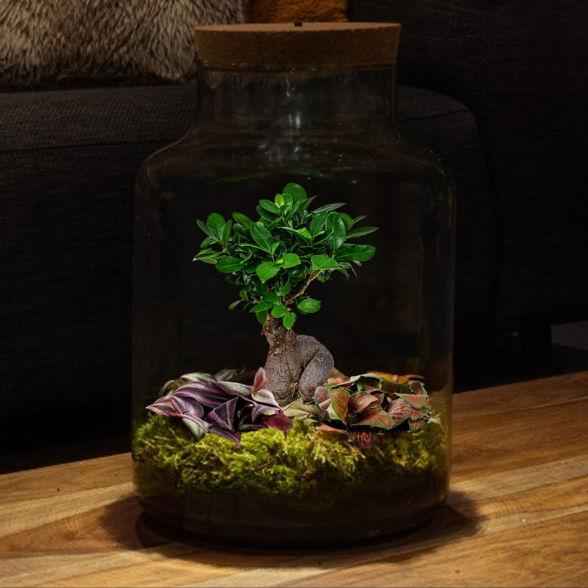 Bonsai-Baum-Pflanze-Terrarium-Groß-mit-Lampe-Basic-XL-1