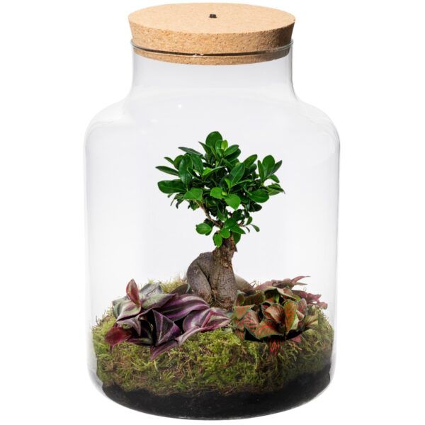vdvelde.com - Ökosystem Pflanze mit Lampe - Ecoworld Bonsai Tree Biosphere - Pflanzen terrarium - 1 Bonsai Baum und 2 farbige Terrarium pflanzen - Basic Glass XL - Ø 22 cm - Höhe 33 cm