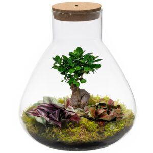 vdvelde.com -  Ecosysteem plant met lamp - Ecoworld Bonsai Biosphere + Terrarium plant 3 stuks -1 Bonsai en 2 Gekleurde Terrarium Planten - Piramide - Glas XL - Ø 30 cm - Hoogte 36 cm