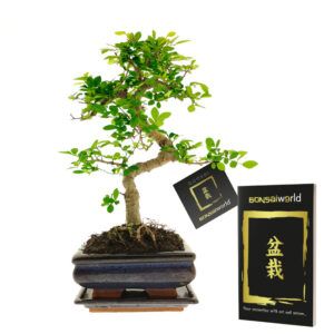 vdvelde.com - Bonsaï - 8 ans - Hauteur 25-30 cm + Livret d'entretien des bonsaïs