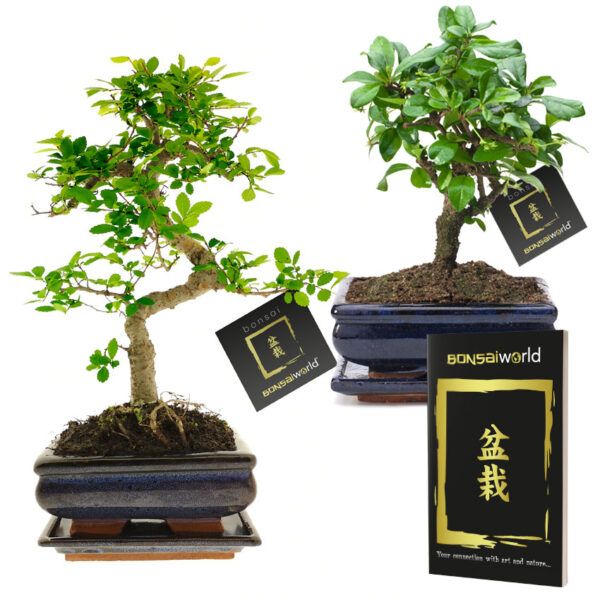 vdvelde.com -  Bonsai boompjes - Set 2 Stuks - 8 jaar oude bonsai bomen - Hoogte 25-30 cm