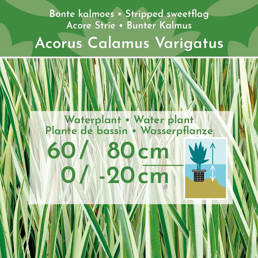 Bonte-Kalmoes-4-planten-Acorus-Calamus-Variegatus-2
