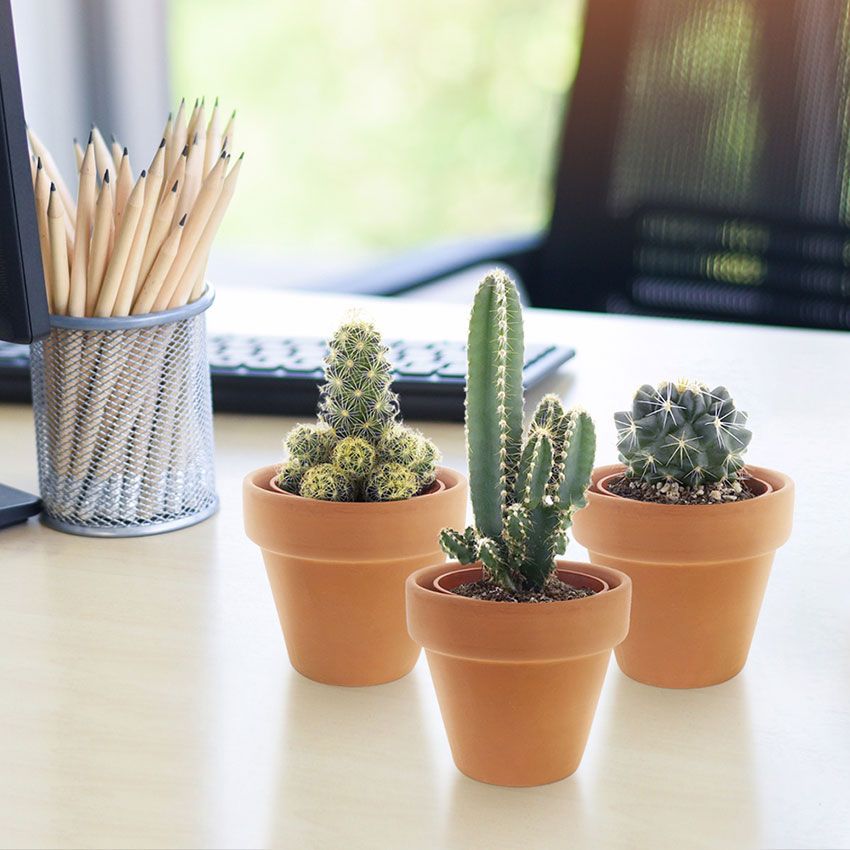 Cactus-Plant-Mini-Cactussen-Terracotta-5-stuks-1