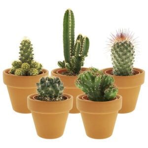 vdvelde.com - Mini Cactus dans des pots en terre cuite - Plante de cactus - 5 pièces - Ø 6 cm - Hauteur 8-15 cm