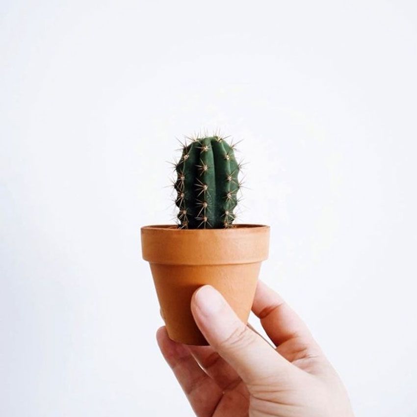 Kaktus-Pflanze-Mini-Kakteen-Terrakotta-5-teilig-4