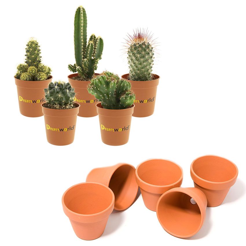 Kaktus-Pflanze-Mini-Kakteen-Terrakotta-5-Stück-5