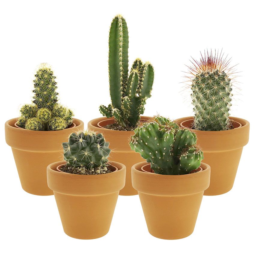 Mini Cactussen Terracotta – 5 stuks