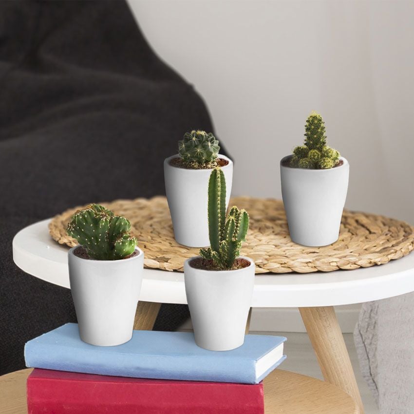 Cactus-plant-Ecoworld-Mini-Cactussen-10-stuks-potjes-1
