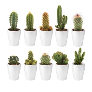 vdvelde.com -  Mini Cactussen - Cactus plant - 10 stuks - Ø 6 cm - Hoogte 8-15 cm