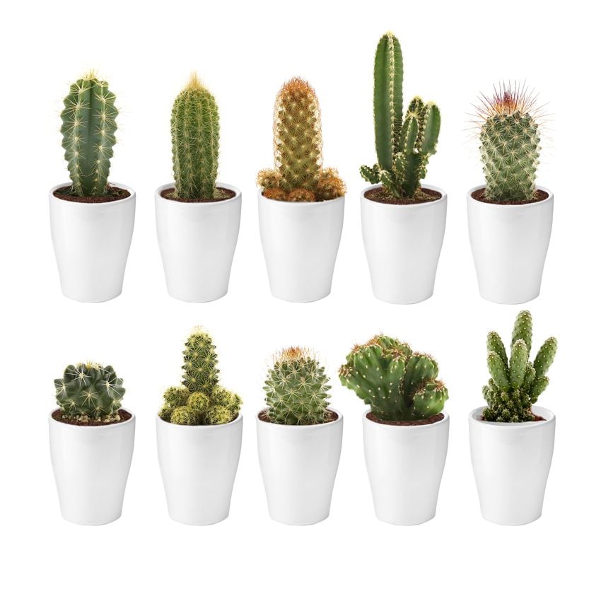 Mini Cactussen met Potjes – 10 stuks