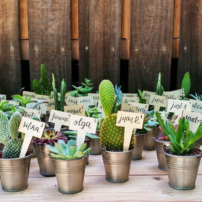 Cactus-plant-Mini-Cactussen-20-stuks-1