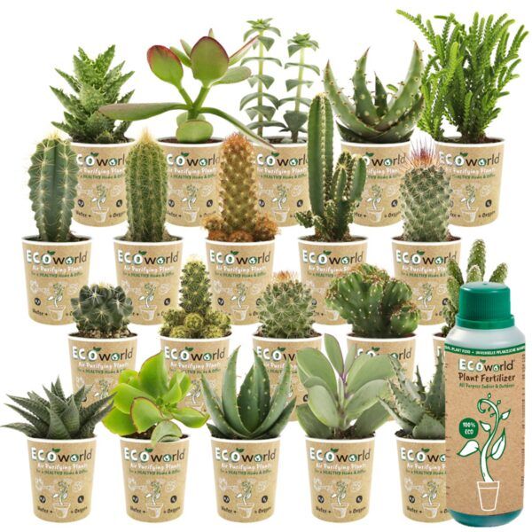 vdvelde.com - Mini Kakteen und Sukkulenten Mix - 20 Stück - Ø 6 cm - Höhe 8-15 cm - Kaktus Pflanze und Sukkulenten Mix + Flasche 250ml Special Growers Cactus Füttern